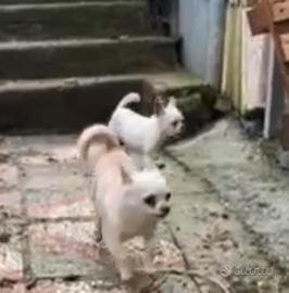 Coppia di chihuahua mini Toy