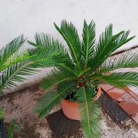 Pianta cycas