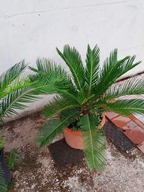 Pianta cycas