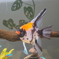Scalare koi + blue marble