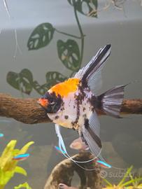 Scalare koi + blue marble