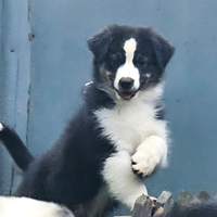 Pastore australiano Australian Shepherd