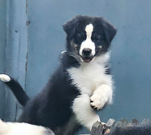 Pastore australiano Australian Shepherd