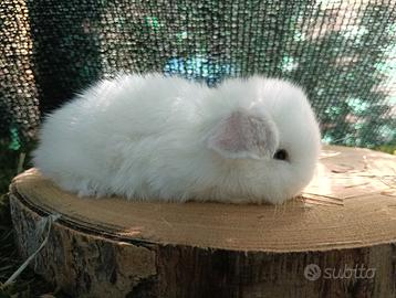 Mini Lop conigli pedigree