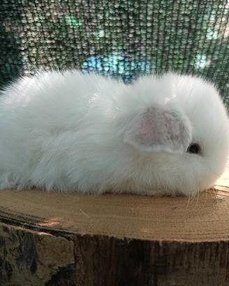 Mini Lop conigli pedigree