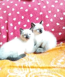 Gattini siamesi thai