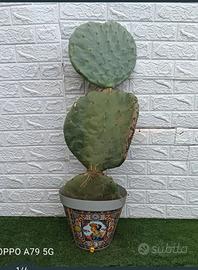 fico d'india opuntia robusta pala tonda 