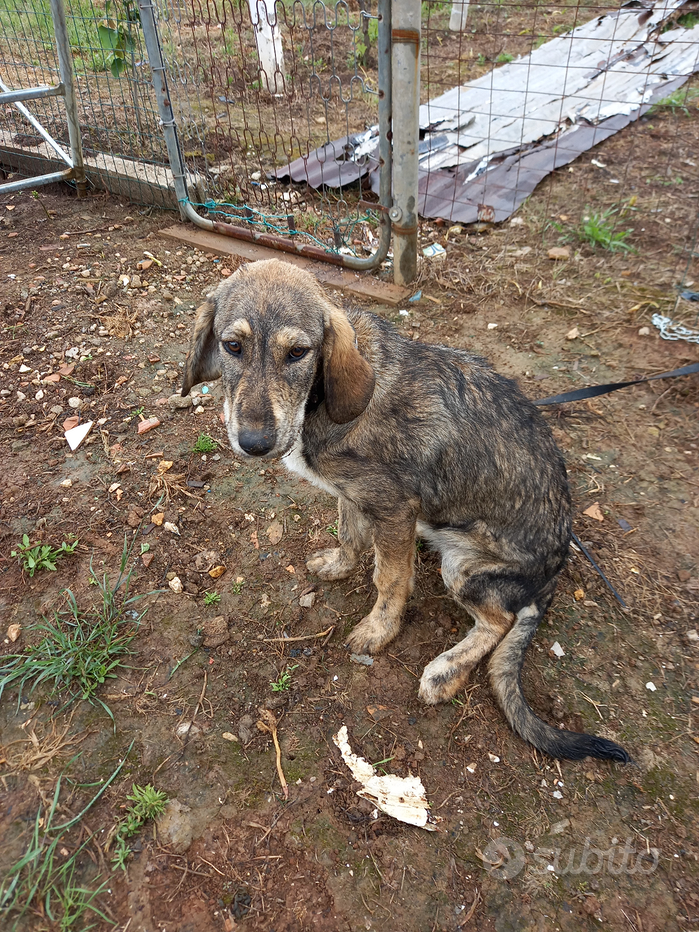 collare dissuasore per cani - Accessori per animali In vendita a Latina