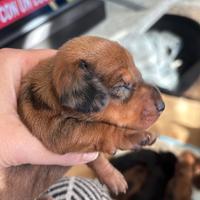 Cuccioli bassotto Arlecchino silver cioccolato