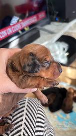 Cuccioli bassotto Arlecchino silver cioccolato