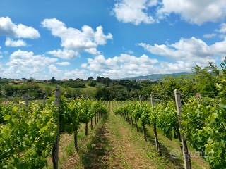Terreno agricolo coltivato a vigneto con sovrastan