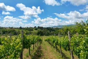Terreno agricolo coltivato a vigneto con sovrastan