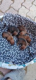 Cuccioli di Pinscher