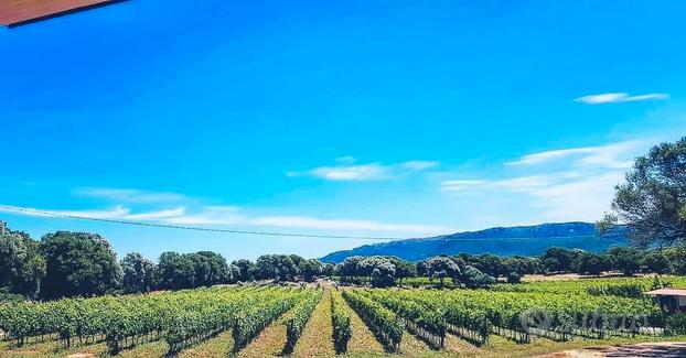 Azienda vitivinicola