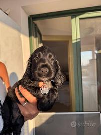 Disponibili cuccioli di cocker spaniel