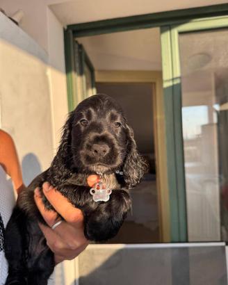 Disponibili cuccioli di cocker spaniel
