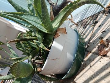 piante di aloe