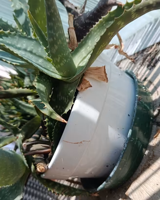 piante di aloe