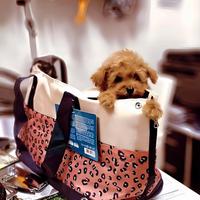 Cuccioli di barboncino e maltipoo molto piccoli