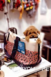 Cuccioli di barboncino e maltipoo molto piccoli