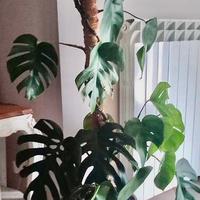 PIANTA MONSTERA DELICIOSA C.E.R.C.O