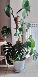 PIANTA MONSTERA DELICIOSA C.E.R.C.O