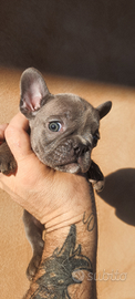 Bulldog francese blu