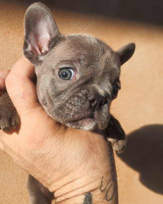 Bulldog francese blu