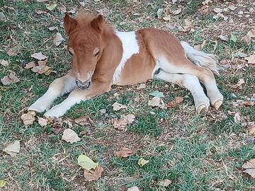 Mini pony