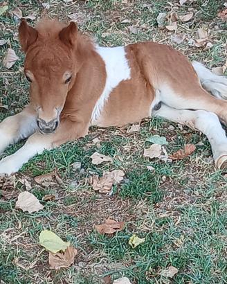 Mini pony