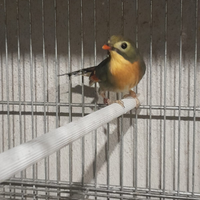 Usignolo del Giappone