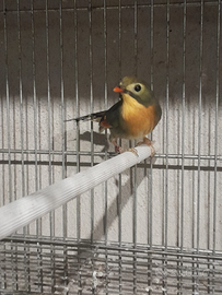 Usignolo del Giappone