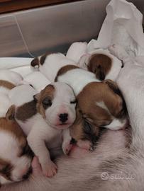 Cuccioli di jack Russell