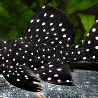 Leporacanthicus galaxia l240 - discus loricaridi