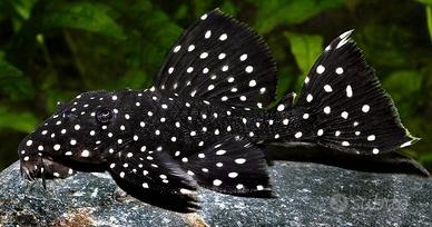 Leporacanthicus galaxia l240 - discus loricaridi