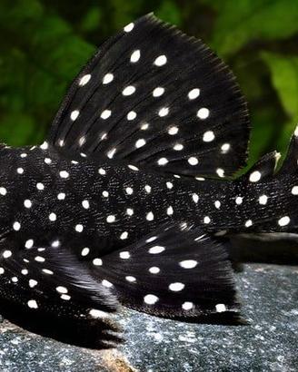Leporacanthicus galaxia l240 - discus loricaridi