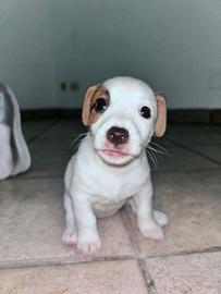 Jack russel
