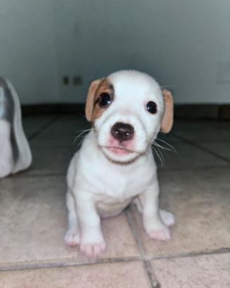 Jack russel