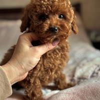 Cuccioli barboncino toy