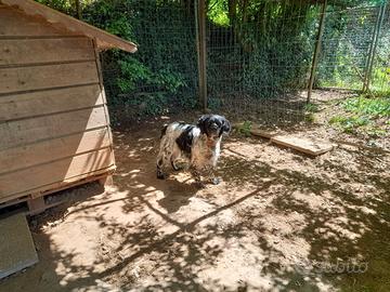 Vendi cane da caccia , per morte propietario