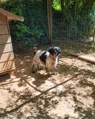 Vendi cane da caccia , per morte propietario