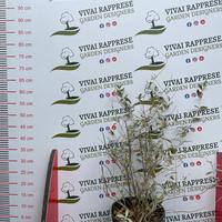 Pianta Teucrium o Camedrio