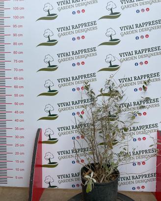 Pianta Teucrium o Camedrio
