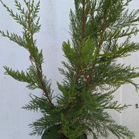 Leylandii pianta da siepe