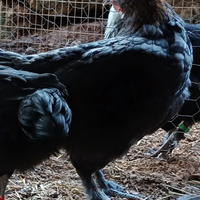 Marans nero ramato betulla