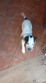 pointer bianco nero