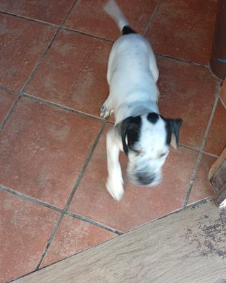 pointer bianco nero