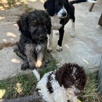 Cuccioli di Lagotto/Segugio