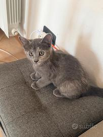Dolcissimi teneri gattini