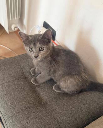 Dolcissimi teneri gattini